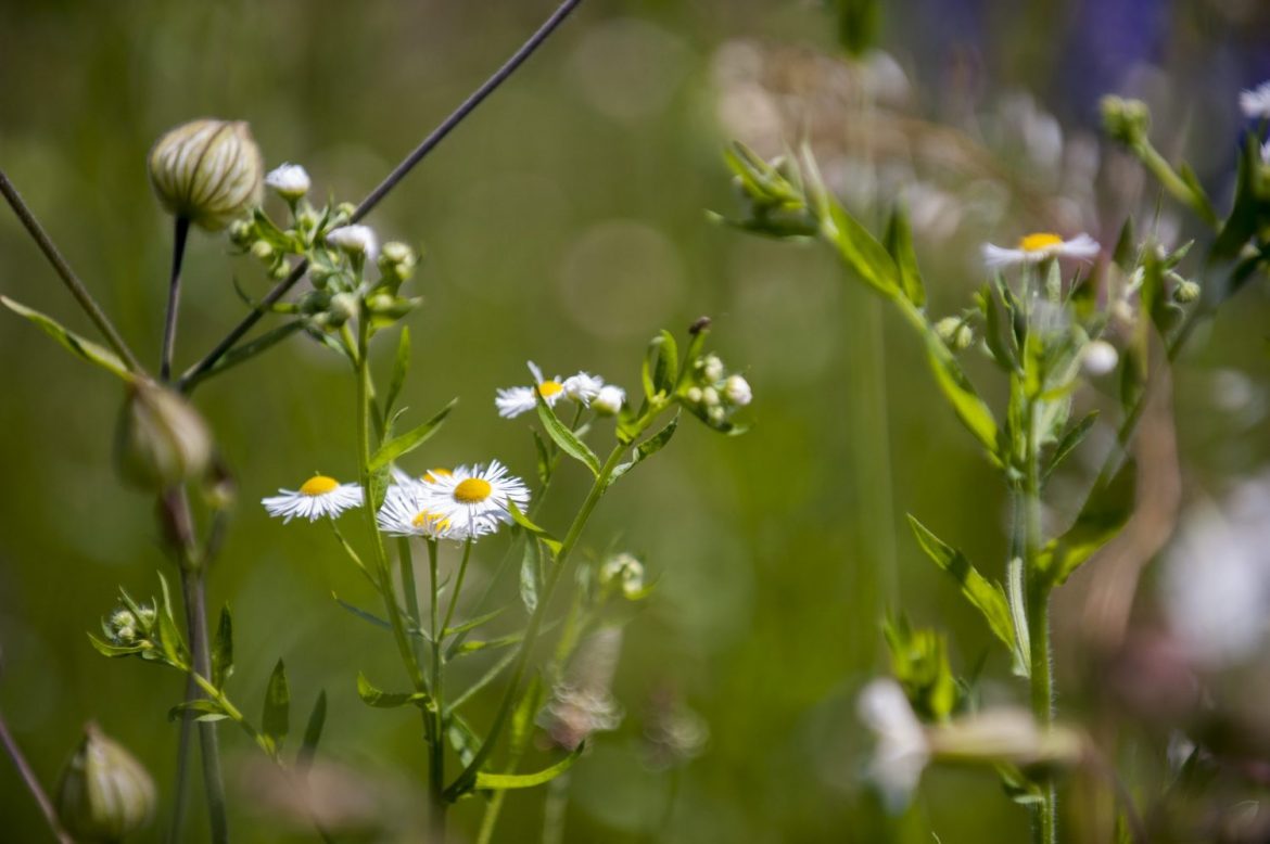 Image of Wildflowers