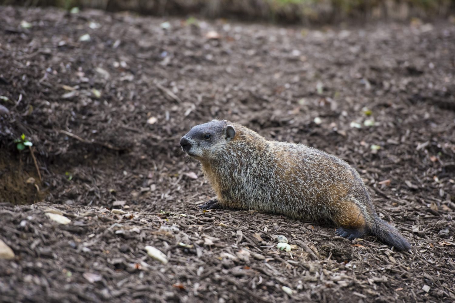 Image of a groundhog