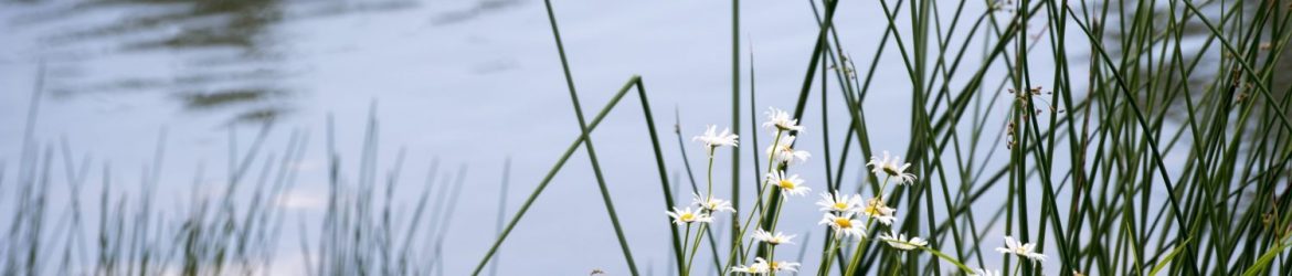 Flowers blooming alongside Swan Lake
