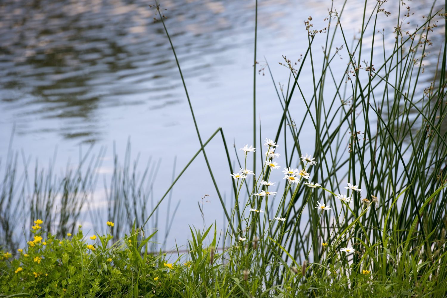 Flowers blooming alongside Swan Lake